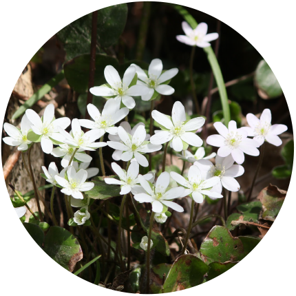 雪割草の群生地