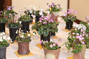 能登・雪割草まつり